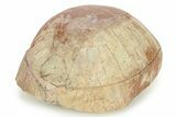 Colorful Fossil Tortoise (Stylemys) w/ Visible Limb Bones #280878-7